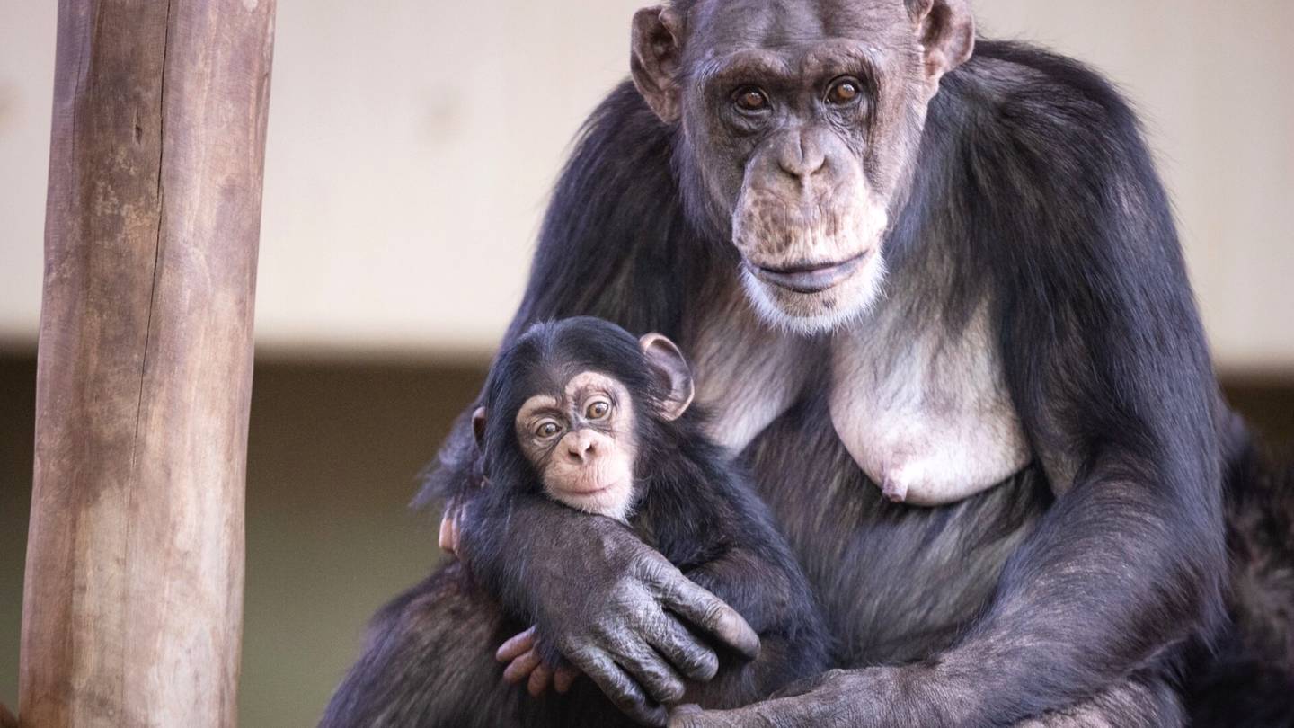 Tanska | Joku lahjoitti Kööpenhaminan eläin­tarhan simpansseille 17 miljoonaa kruunua
