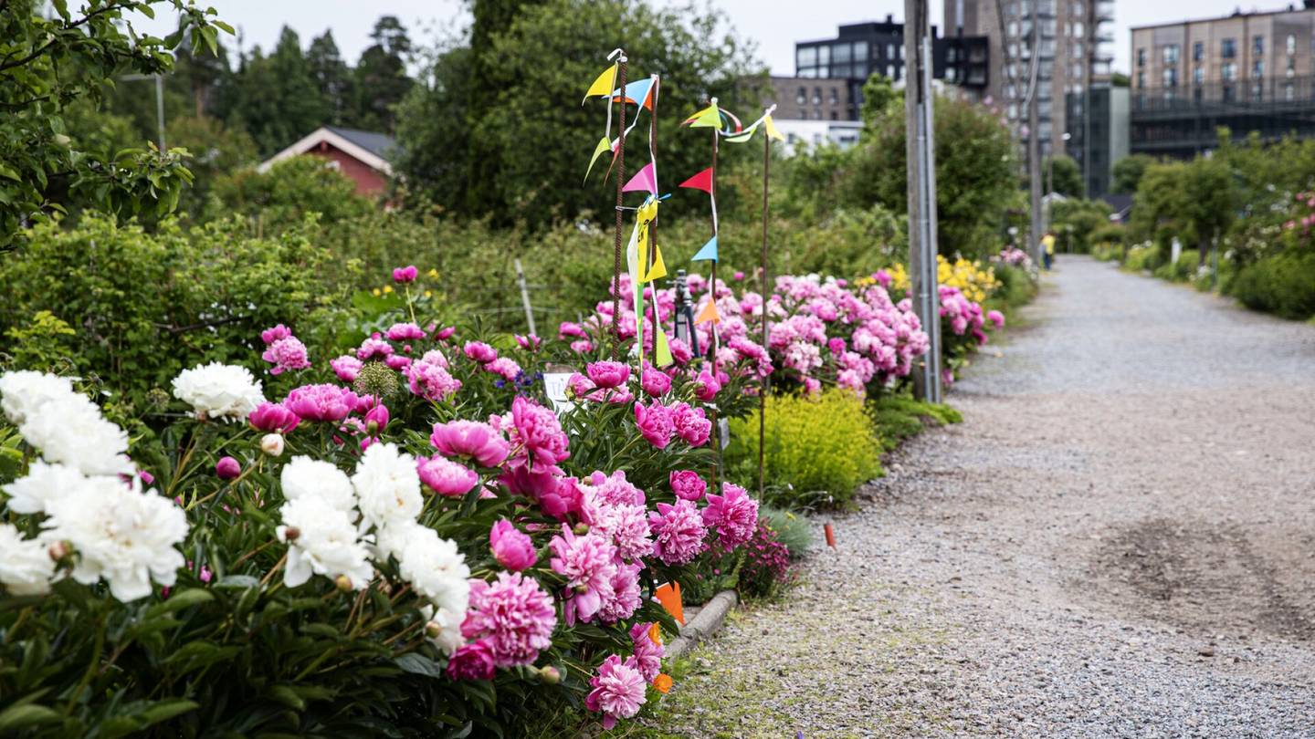 Tuomiot | Siirtolapuu­tarha­palstasta koitui murheen­kryyni ja raha­reikä, joka vei oikeuteen