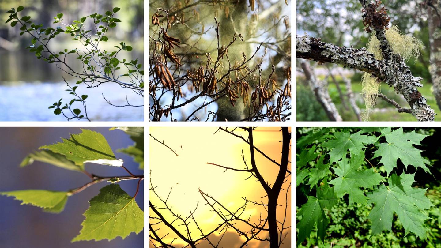 Kevät | Löydätkö piha­piiristäsi tämän metsien klassikon? Puhdistunut ilma toi tutun lajin takaisin kaupunki­ympäristöön