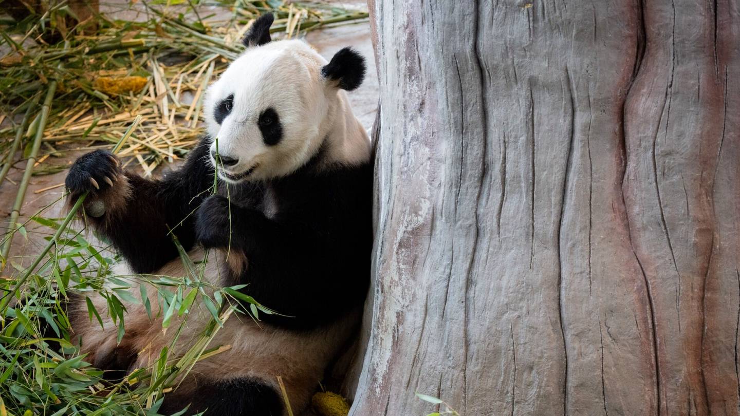 Pandat | ”Tämä on eläinpuisto, ei pandasirkus” – Ähtärin eläinpuisto on edelleen taloudellisissa vaikeuksissa