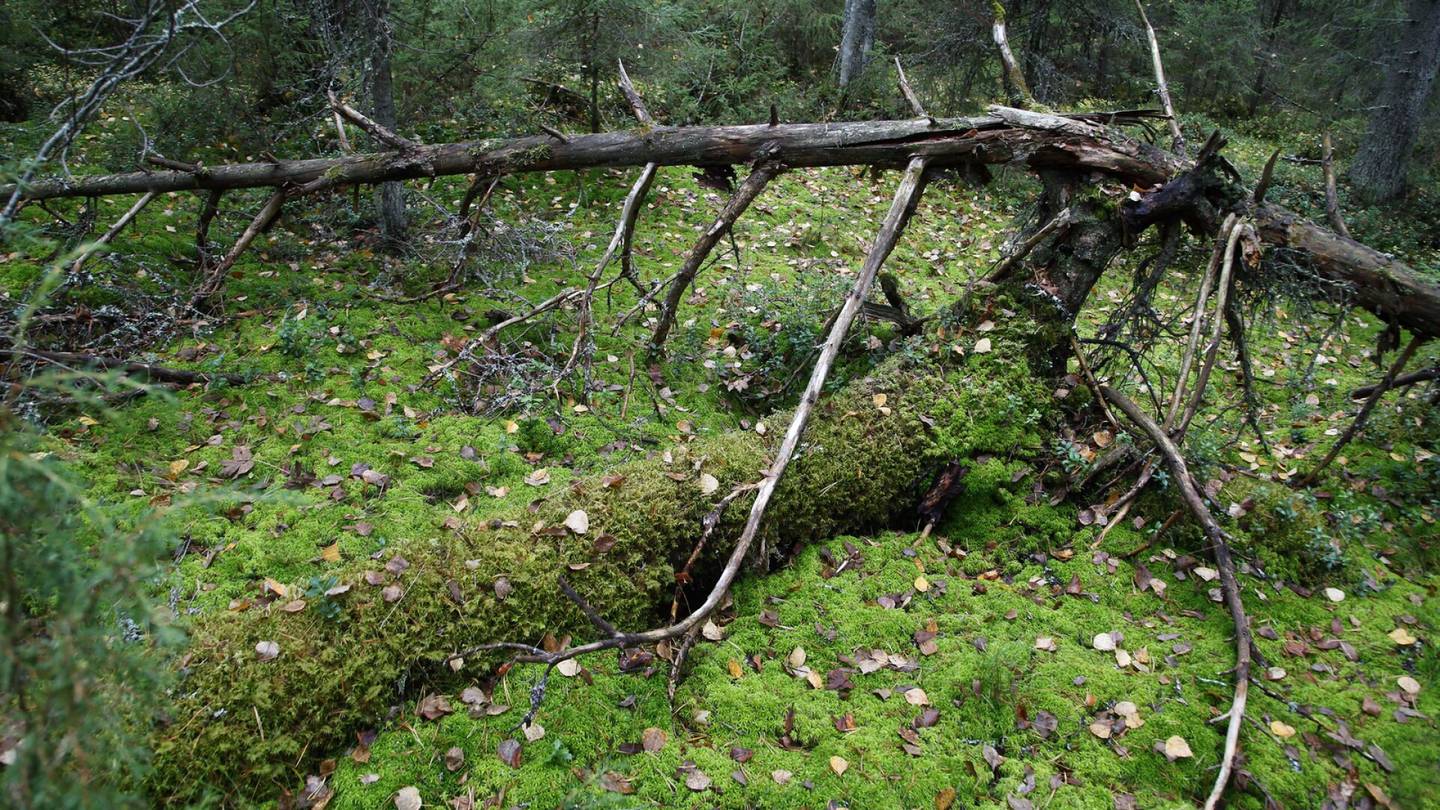 HS Ympäristö | Sähköpostit todistavat, miten kaksi Etelä-Suomen metsää torjuttiin suojelusta – ”Nyt meni taas saivarteluksi”