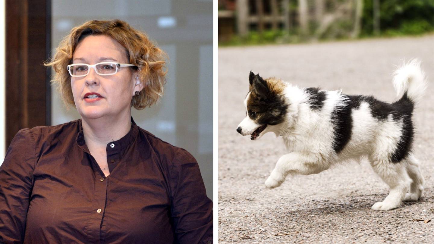 Koirat | Asiantuntija järkyttyi ranskalais­yrityksen pentu­joogasta Helsingissä: ”Aivan liian pitkä aika”