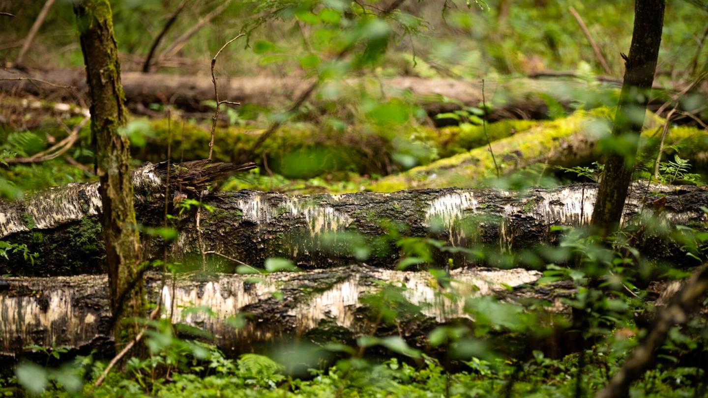 Pääkirjoitus | Jos arvostelee luonnonsuojelua, arvosteleeko silloin punavihreitä?