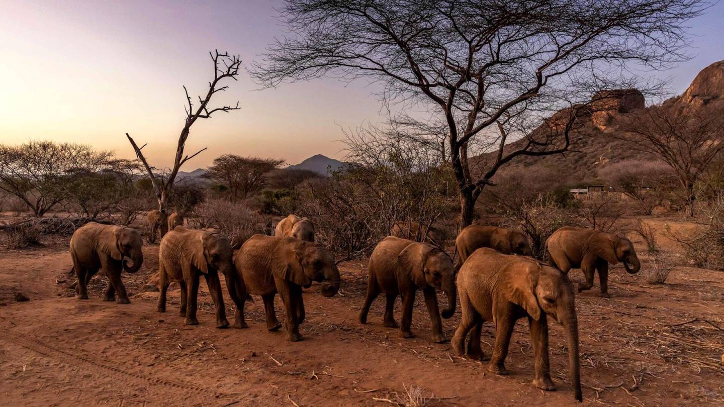Ympäristö | Keniaa piinaa pahin kuivuus 40 vuoteen: Yli 200 norsua kuollut