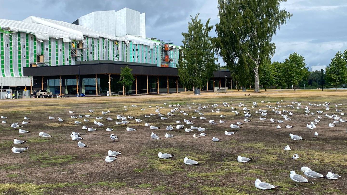 Linnut | Töölönlahden puistossa vetelehti kahden­sadan ”työttömän” ja teini-ikäisen lokin jengi