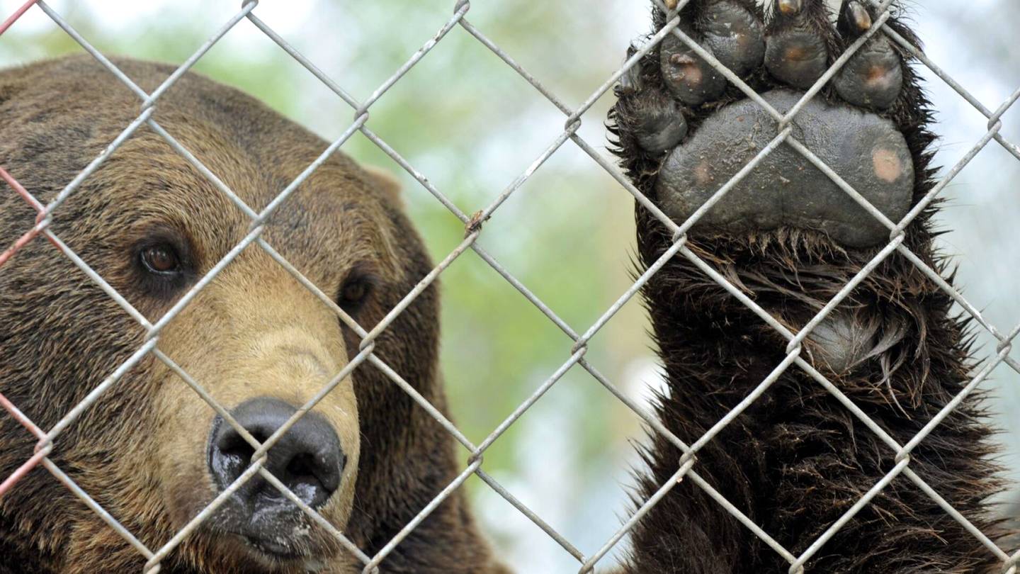 Suurpedot | Kuusamon Suurpetokeskus lopetti huono­kuntoisen karhun viranomaisten määräyksestä