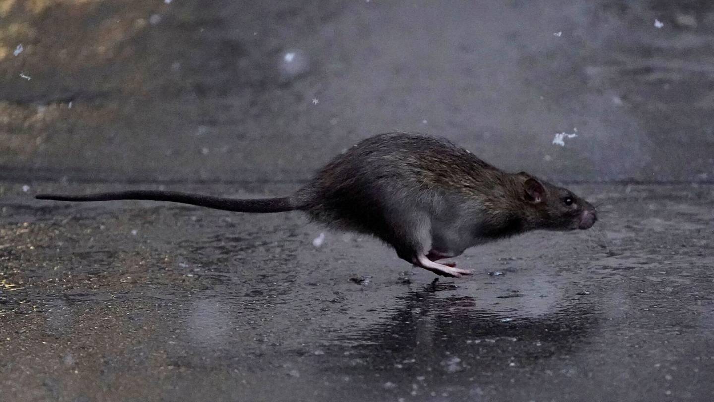 Yhdysvallat | New York kamppailee pahenevan rottaongelman kanssa – nyt kaupunki hakee ”verenhimoista” työntekijää taistelemaan jyrsijöitä vastaan