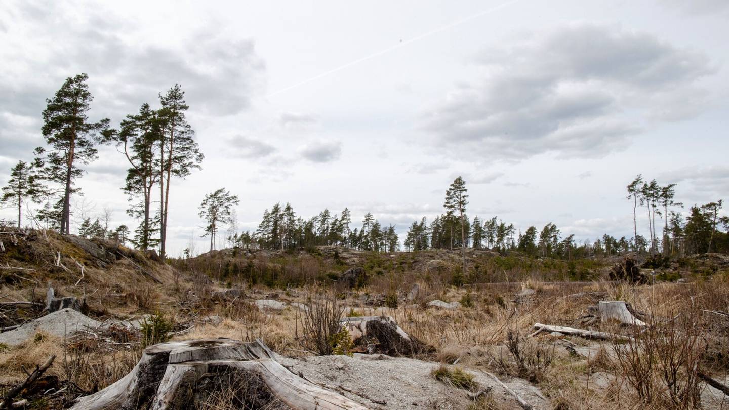 Lukijan mielipide | Suomalaisten metsien hoidossa on tehty myös paljon virheitä