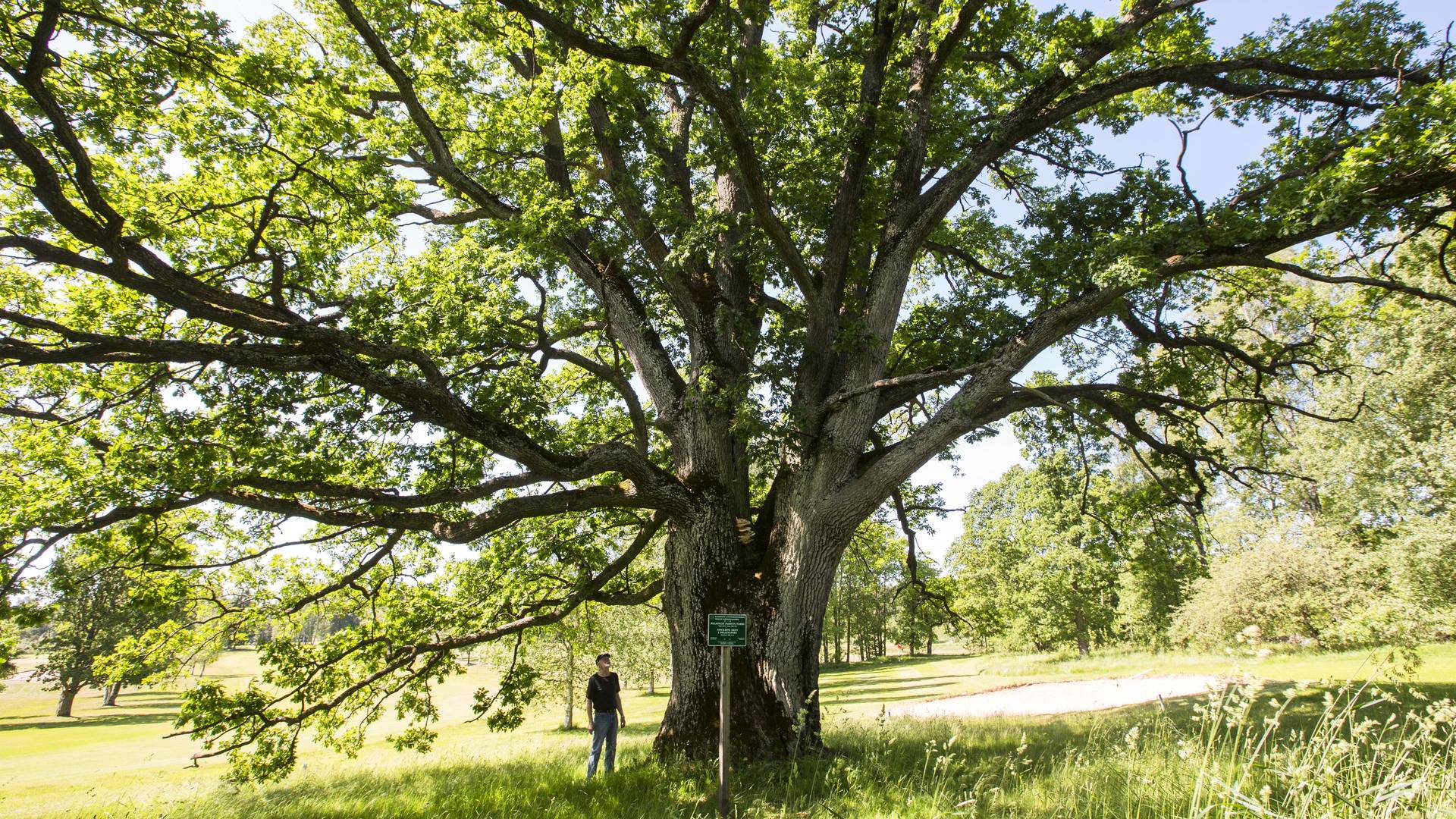 Suomen paksuimmat puut komeilevat etelän puistoissa - Tiede 
