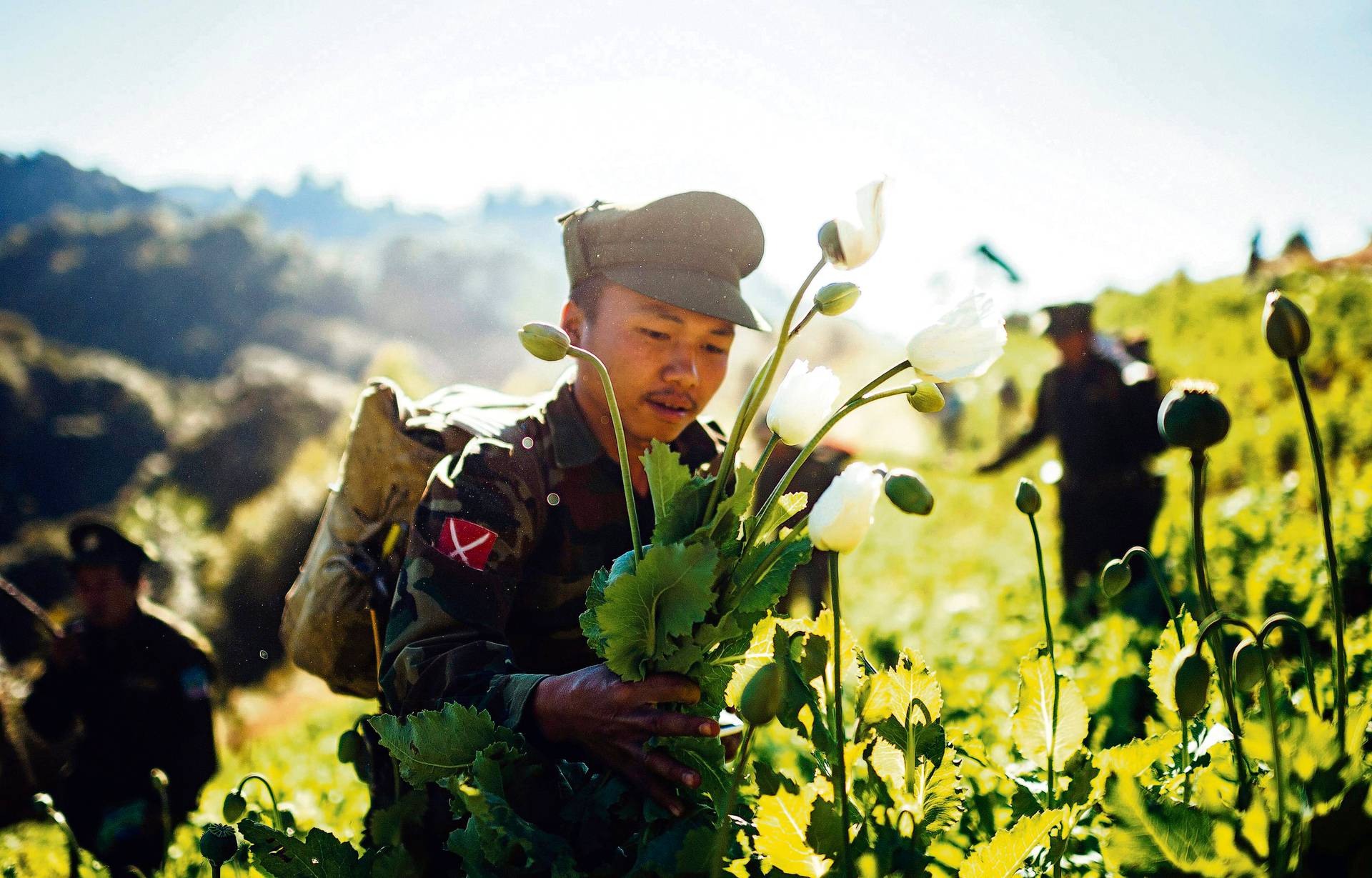 Nuori sissiarmeijan sotilas repii mukaansa kimpullisen liki täyteen mittaansa kasvanutta oopiumiunikkoa.