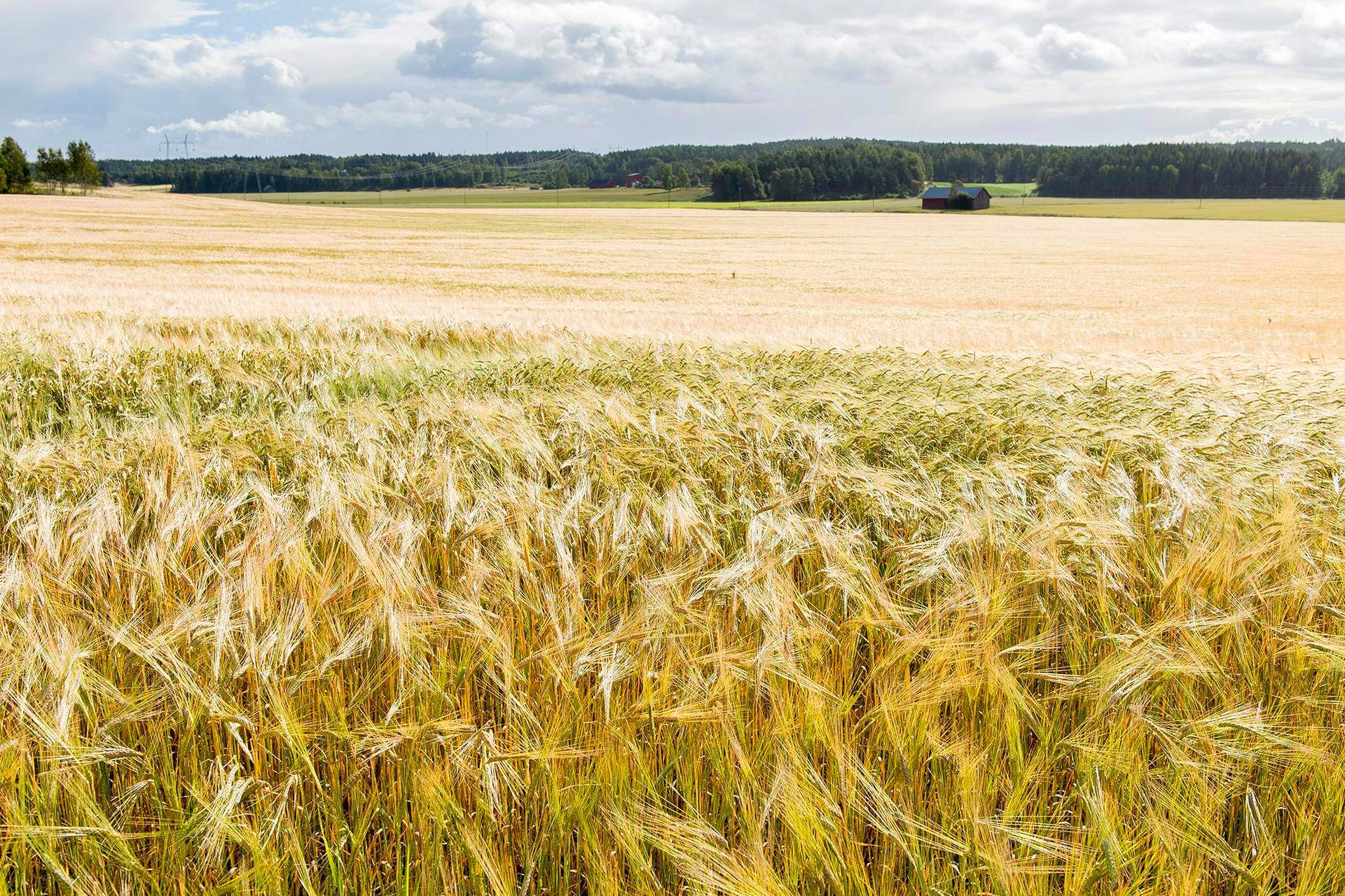 Varhaisimmat merkit maanviljelyksestä on löydetty Varsinais-Suomesta, jota on kutsuttu Suomen vilja-aitaksi. Sauvolaisella pellolla vehnä alkoi olla valmista puitavaksi elokuussa.