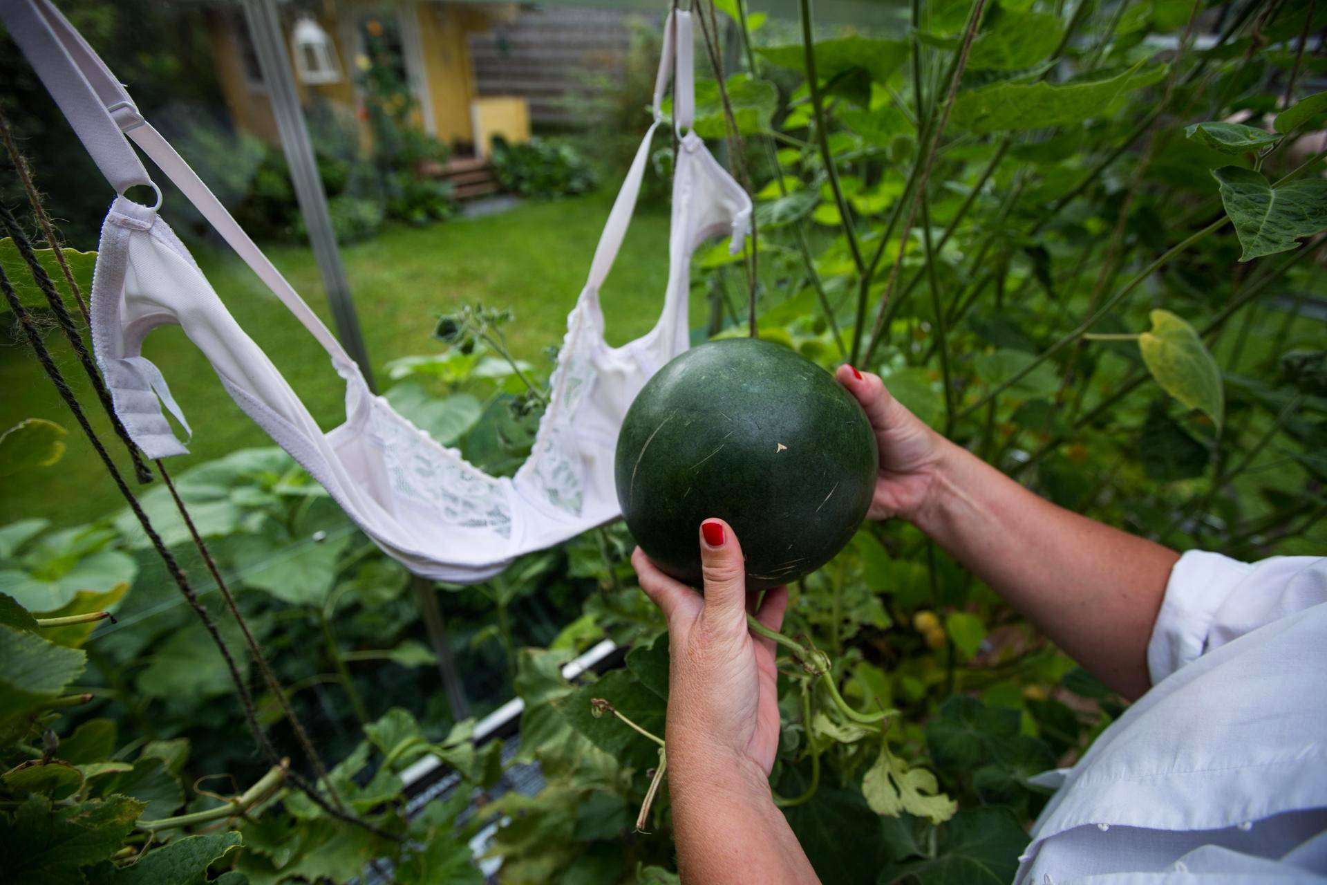 Marja Lattusen meloni sai tukea liiveistä. Avomaalla hedelmän alle kannattaa laittaa harsoa.