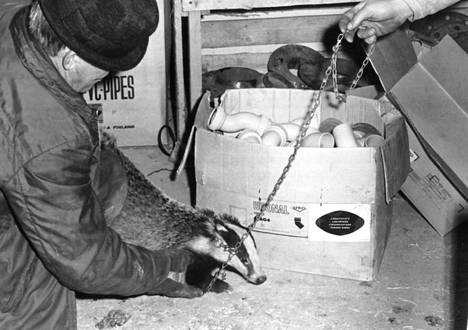 Eläinten valvoja Kalle Lukka onnistui saamaan mäyrän kiinni, pisti sille kaulapannan ja talutti sen jossakin Aulangolla sijaitsevaan pesään.