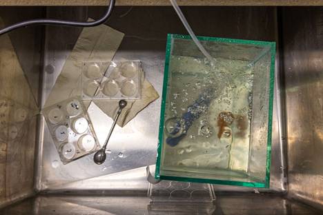 Laboratorioon on tuotu katkoja, joista osa altistetaan vedenalaiselle melulle.