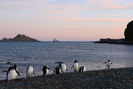 Pingviinejä Etelämantereella helmikuussa 2020, jolloin siellä koettiin tavanomaista lämpimämpi jakso.