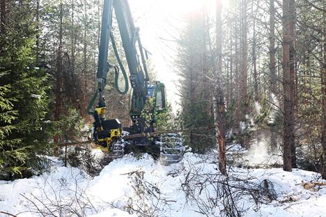 Metsä Group esitteli metsän ensiharvennusta Keminmaalla maaliskuussa. Oikeaoppinen harvennus vaatii metsäkoneen kuljettajalta rautaista ammattitaitoa. 