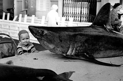 Kalanäyttelyyn Helsinkiin oli saatu vieraita Norjan vesiltäkin. Tuiman näköinen piikkihai ei pelottanut Tita-tyttöstä.