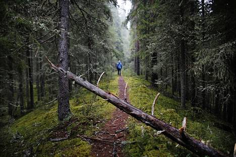 Tiilikkajärven kansallispuisto on perustettu säilyttämään harjuluontoa sekä soita, metsiä ja erämaista järvi- ja jokiluontoa.