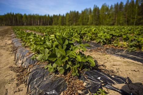 An ordinary strawberry farm in Suonenjoki.