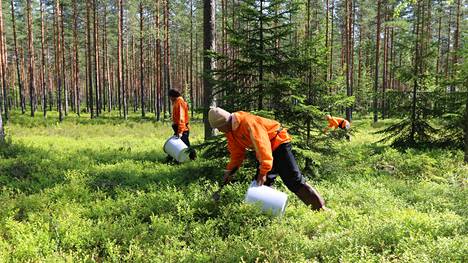 Koronavirus | Mätäneekö marjasato metsään, jos Thaimaa ei päästä poimijoita Suomeen? ”Tulee kova kiire”, sanoo erikoistutkija