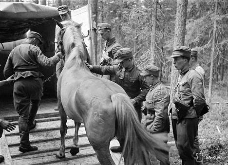 Viime sodissa palveli kymmeniätuhansia hevosia – joka neljäs jäi sille  tielleen - Kaupunki 