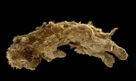 Tutkijat toivovat, että Sparta-nimisen luolaleijonan pennun muumio sisältää jäänteitä sen emon äidinmaidosta.