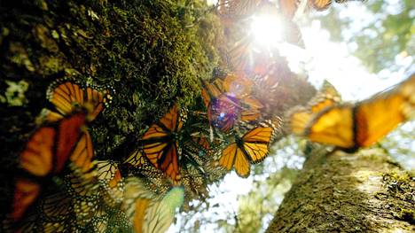 Kaksi perhosten­suojelijaa tapettiin Meksikossa – monarkki­perhosen talvehtimis­metsiä uhkaa rahakas avokadon­viljely, johon huume­jengit ovat kytkeytyneet