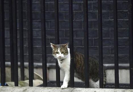 Larry muutti Downing Streetille helmikuussa 2011.