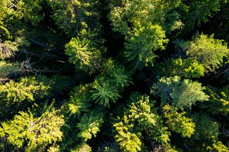 Kaarinan kaupunki päätti myydä 84 hehtaaria metsämaataan ilman julkista myyntimenettelyä. 