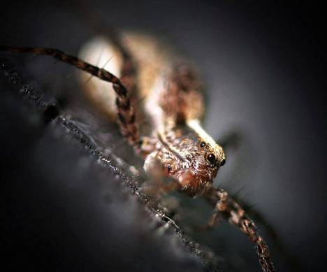 Lycosidae-heimoon kuuluva hämähäkki.
