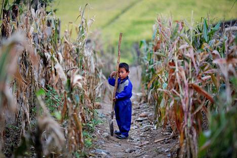 Poika ja maissipelto Soksa-Ri kolhoosissa eteläisessä Hwanghae provinssissa vuonna 2011.