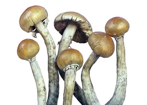 Psilosybiinia sisältäviä sieniä. Yhdiste aiheuttaa harhoja. Sitä tutkitaan myös masennuksen mahdollisena hoitona.