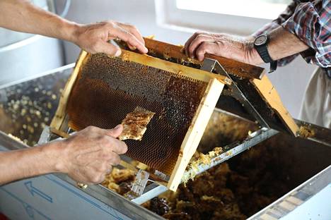 Työntekijät käsittelevät mehiläispesän kennoja hunajafarmilla Turkin Çökekissa syyskuussa 2021.