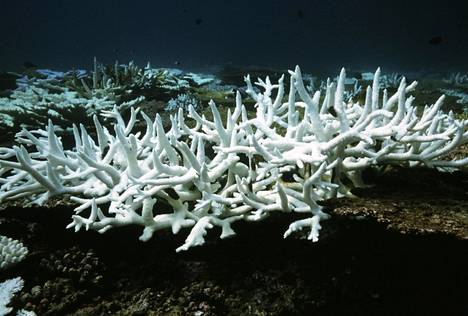 Meren happamoituminen vaikuttaa ensin kalkkikuorisiin eläimiin kuten koralleihin. Niiden on vaikeampi saada tarpeeksi kalkkia kuorensa rakentamiseen, jos vesi on kovin hapanta.