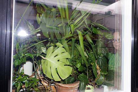 Kasvit toimivat näkösuojana Väätäsen asunnossa.