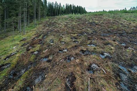Hallitus päätti suojella lisää metsä. Kuvassa avohakkuualue Savonlinnassa.