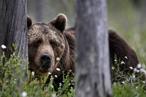 Maintaining the bear hunting tradition is not a sufficient reason to deviate from bear protection.
