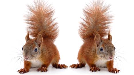 Orava Asuntorahasto keksi nerokkaan keinon vakuuttaa sijoittajat, kun se vaihtoi nimekseen Avaro – voisiko myös Öitääsosiroun olla uskottava toimija?