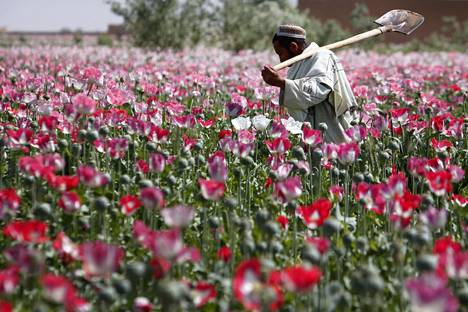 Taleban on viime vuosina muuttanut suhtautumistaan unikkopeltoihin. Nyt äärijärjestö suojelee peltoja ja kerää tuottajilta veroja. 