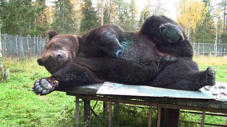 Juuso-karhu työn touhussa. Kuvan on ottanut näyttelyä puuhaava Pasi Jäntti.