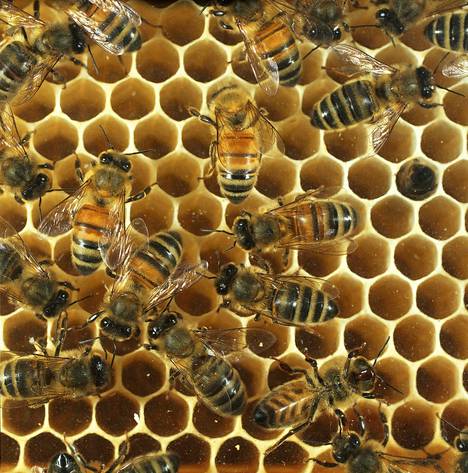 Jopa mehiläisille kehitetään eräänlaista rokotetta, jonka  pohjatyötä on tehty Helsingin yliopistossa. Kohteena on bakteeri, joka voi tuhota koko yhteisön. 