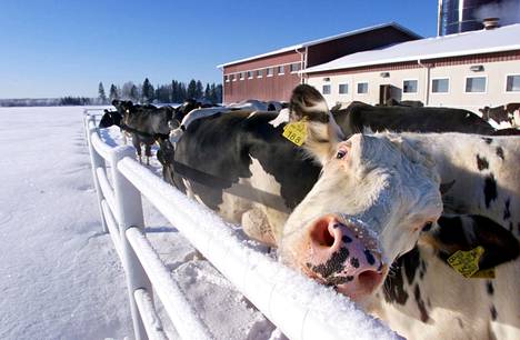 Lehmiä ulkona navetasta maitotilalla Nivalassa. Suomessa maitotilan keskimääräinen koko on 40 lehmää.