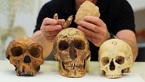 Arkeologia | Israelista löydetyt fossilisoituneet luut voivat kuulua aiemmin tuntemattomalle ihmislajille