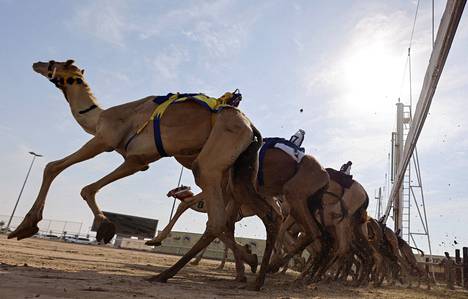 Qatarissa järjestetään kameleiden juoksukilpailuita. Kuva Al-Shahaniyan stadionilta 12. marraskuuta.