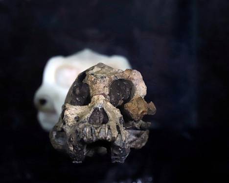 Etiopiasta löytynyt, noin 3,8 miljoonaa vuotta vanha Australopithecus Anamensis -ihmisapinan kallo on esillä Etiopian kansallismuseossa Addis Abebassa. 