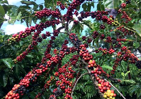 Robusta-kahvia kasvoi Brasiliassa  São Gabriel da Palhassa toukokuussa 2018. Iso osa suomalaisen ruokakaupan suosituimmista tuotteista jättää luontohaittansa jonnekin muualle kuin Suomeen.