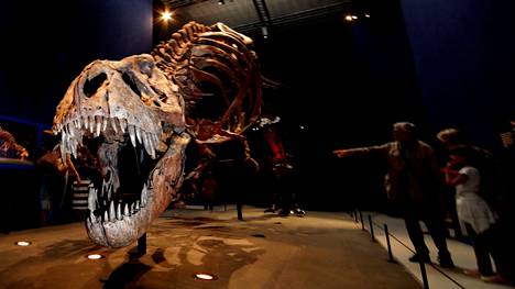 Tyrannosaurus rexin luuranko museossa Pariisissa kesällä 2018.