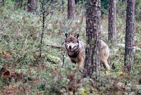Luonnonvarakeskuksen mukaan eniten susia on Lounais-Suomessa.