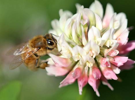 Mehiläiset tarvitsevat kukkien mettä ja siitepölyä ravinnoksi. 
