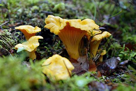 Kantarelli ei keltavahavero on suosittu sieni.